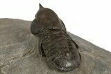 Pelagic Trilobite (Cyclopyge) Fossil - Huge Eyes #344603-5